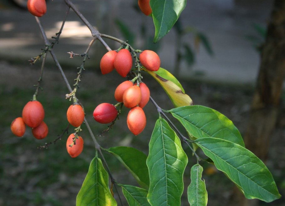 Плоды бунхозии серебристой