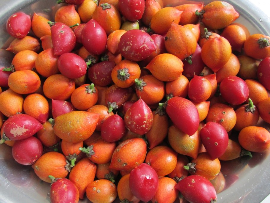 Бунхозия фрукт