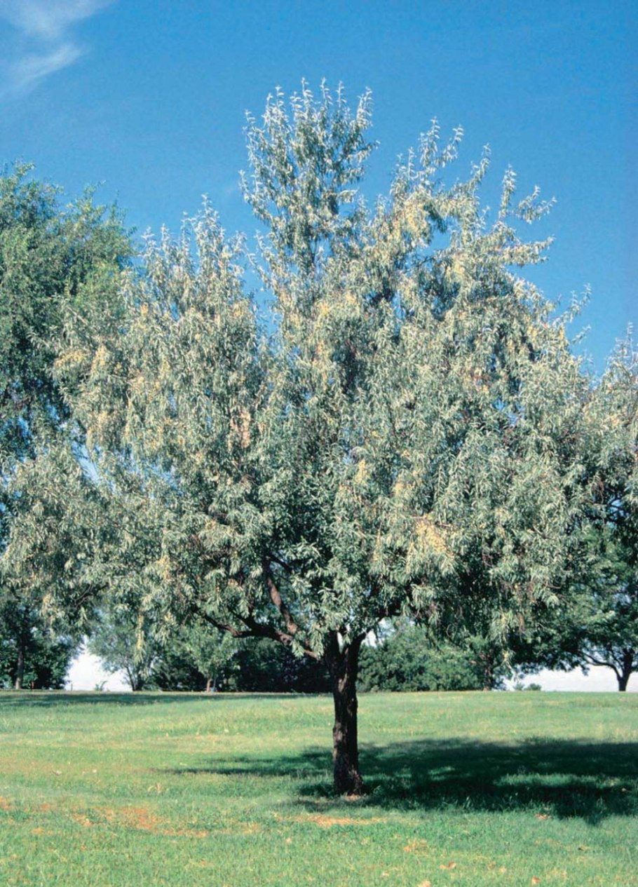 Цинерария Андромеда