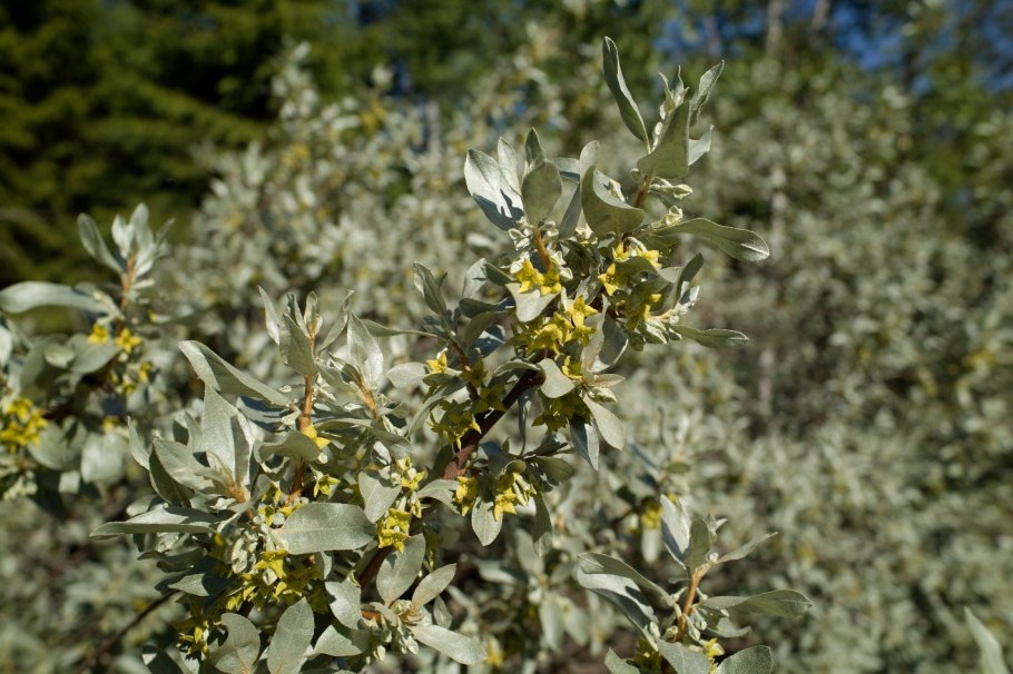 Растение с белыми листьями