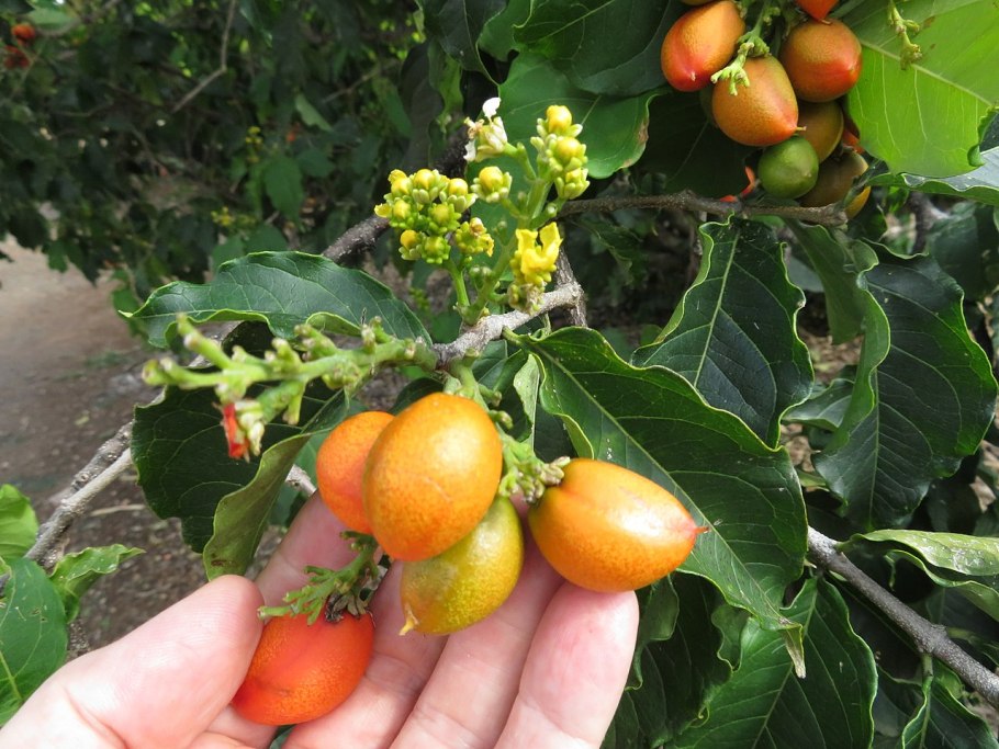 Дерево Бунхозия серебристая