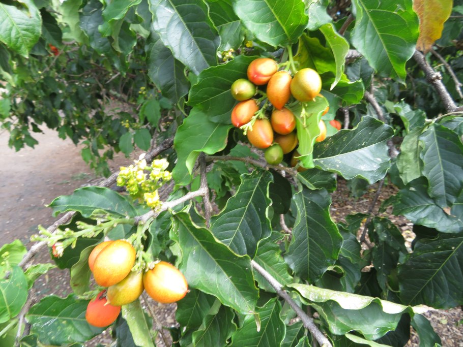 Дерево Бунхозия серебристая