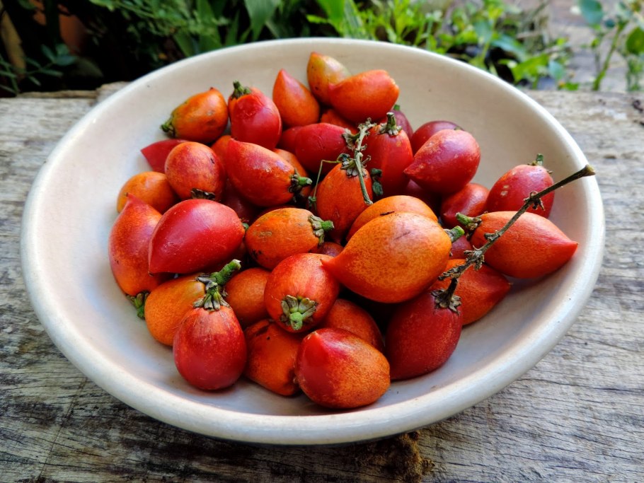 Бунхозия фрукт