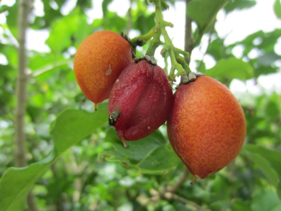 Лох серебристый (Elaeagnus commutata)