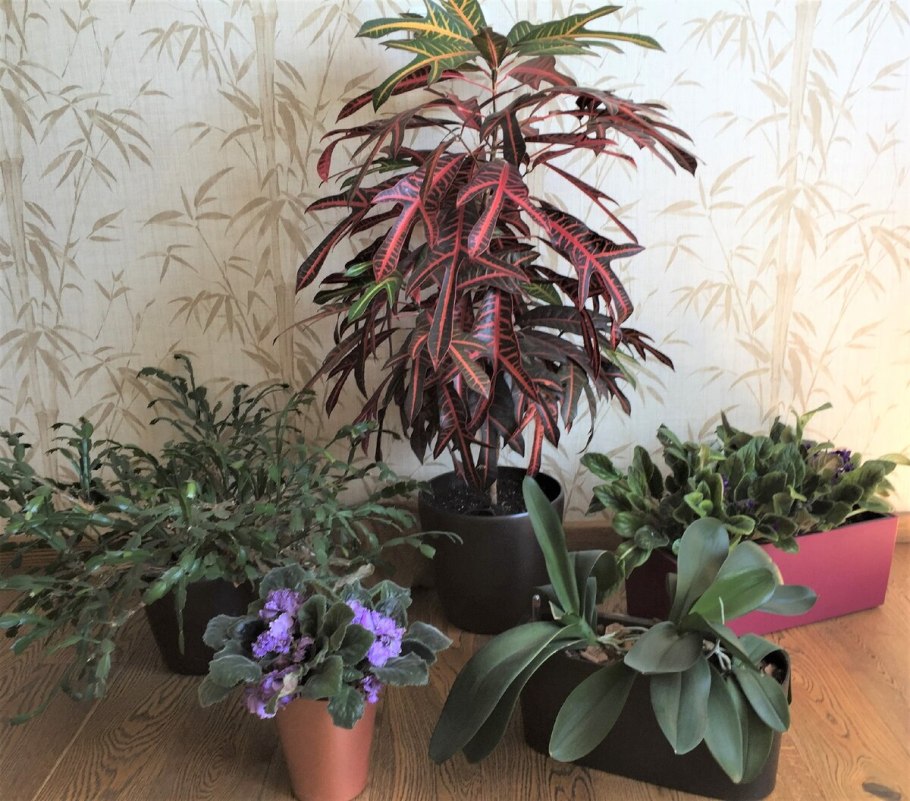 Дерево серебристого цвета