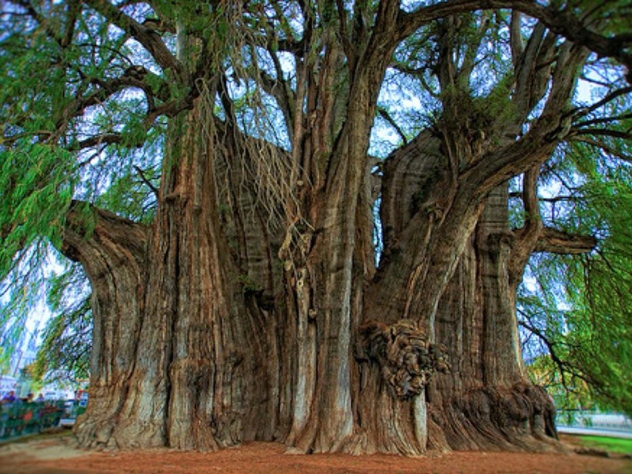 Кипарис лузитанский