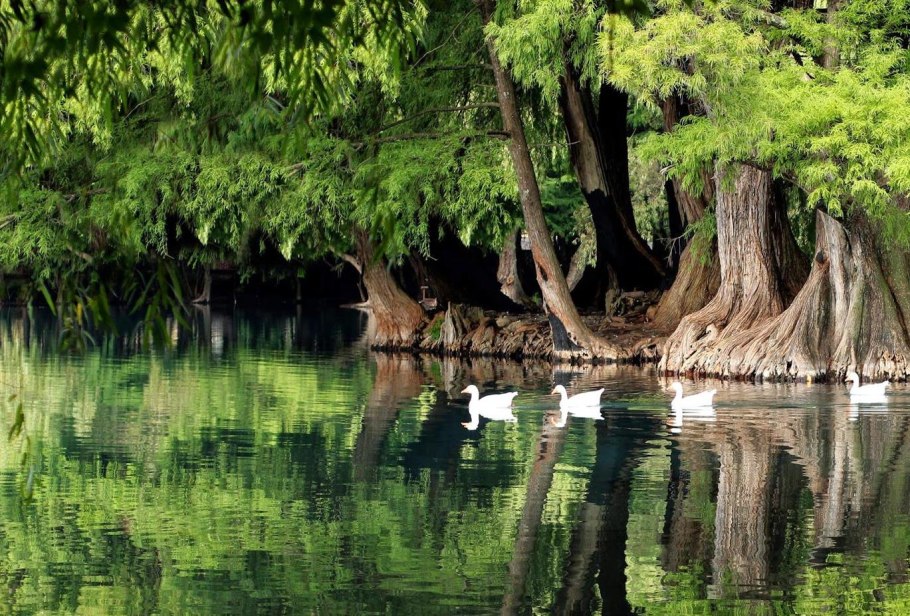 Таксодиум мексиканский (Кипарис)