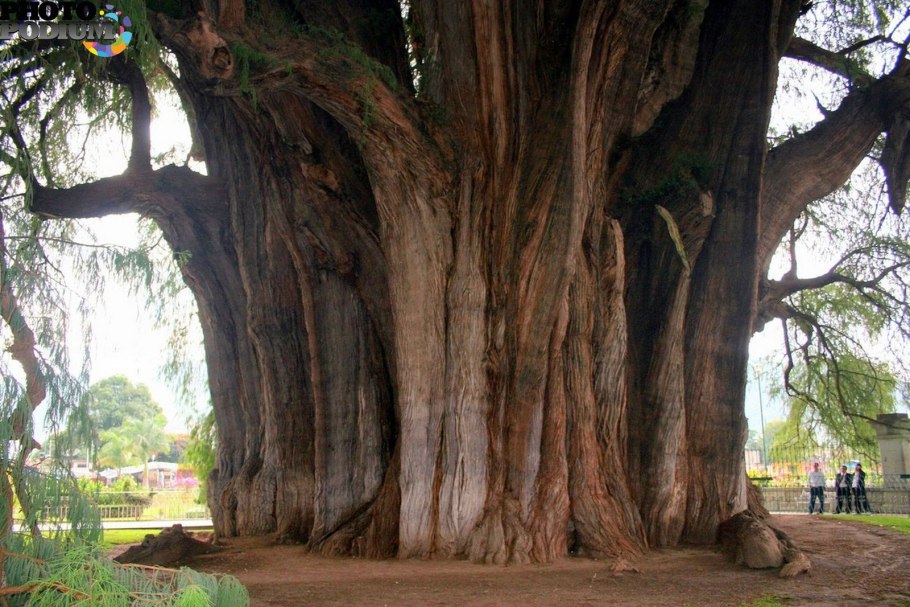 Таксодиум мексиканский (Кипарис)