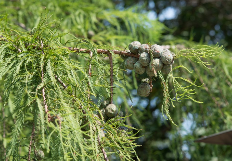 Таксодиум мексиканский дерево Туле