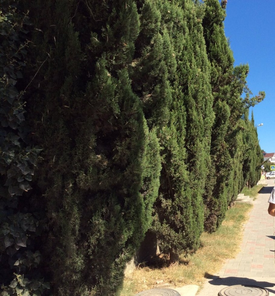 Большое дерево