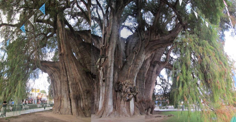 Национальное дерево Мексики