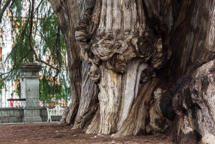 Таксодиум мексиканский дерево Туле