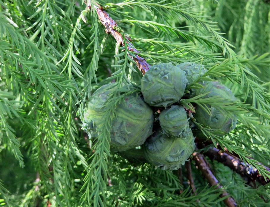 Кипарис кашмирский