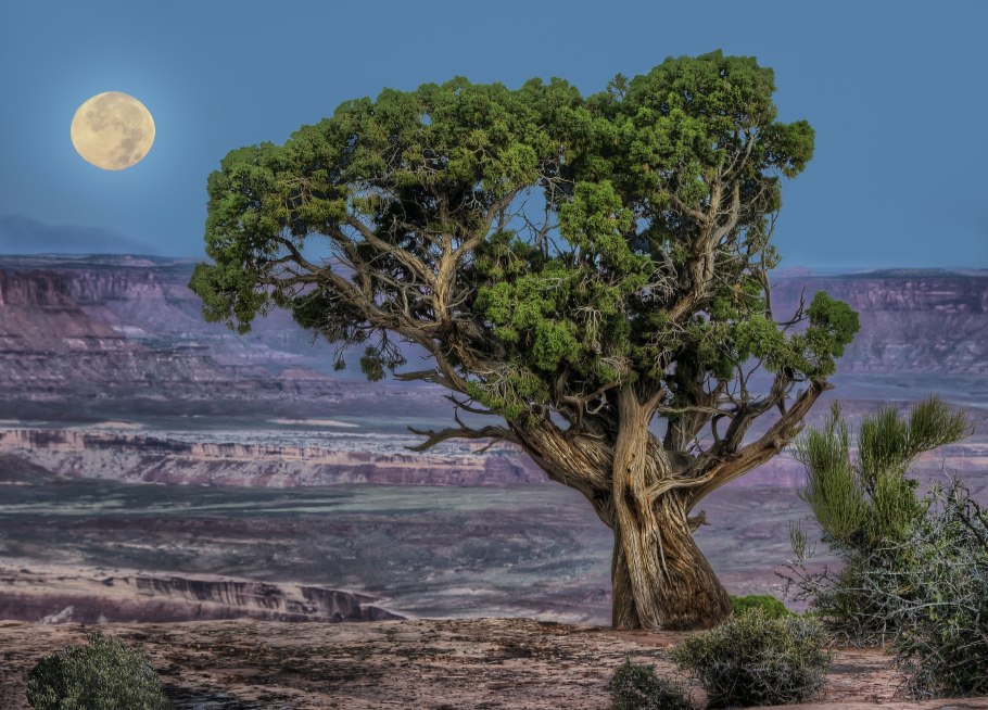 Кипарис сахарский