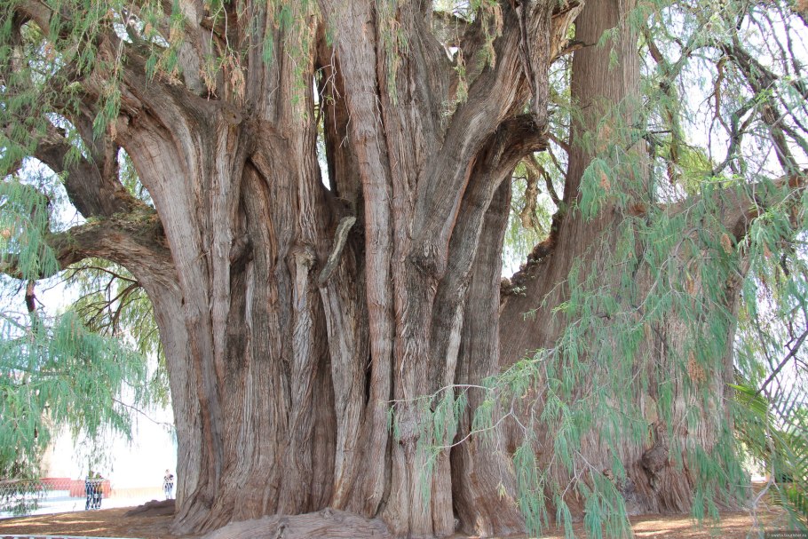 Арбол де Тул Мексика