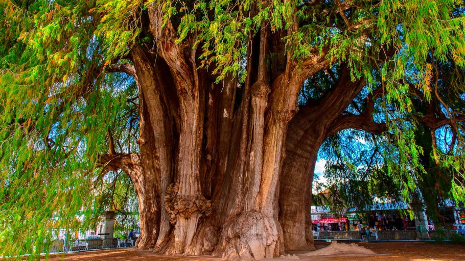 Кипарис лузитанский