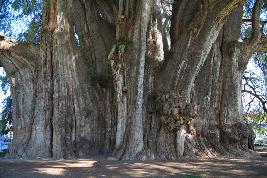 Таксодиум мексиканский дерево Туле