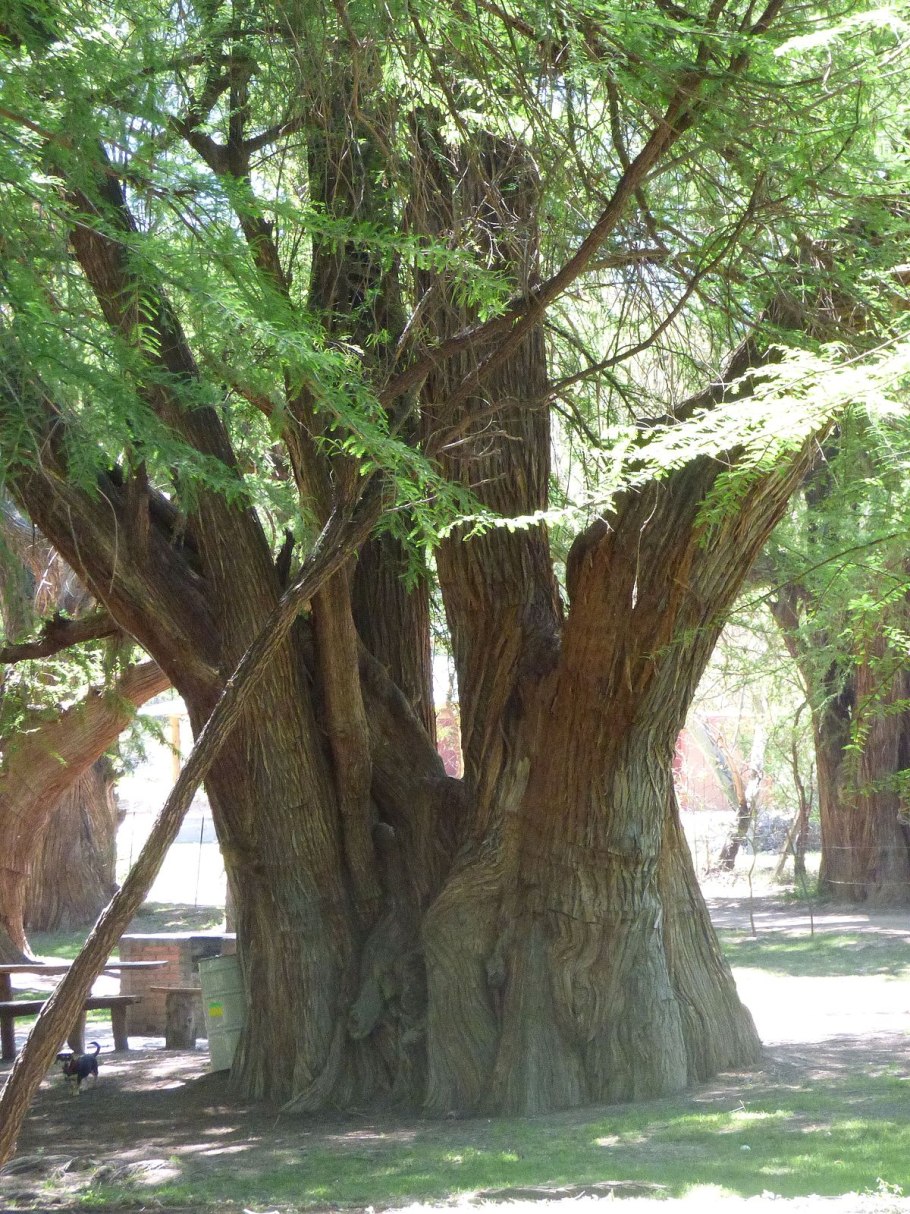 Кипарис Туле Мексика