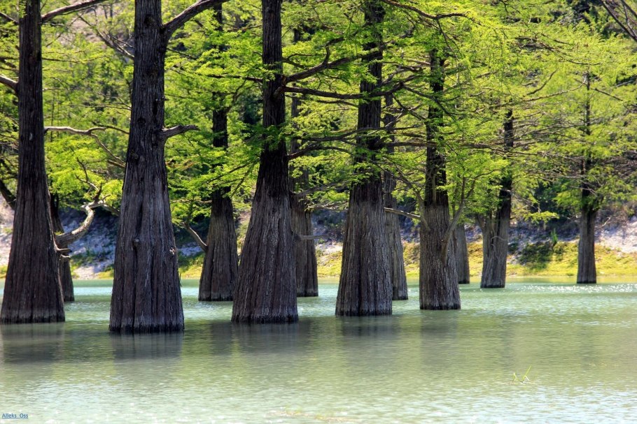 Cupressus lusitanica