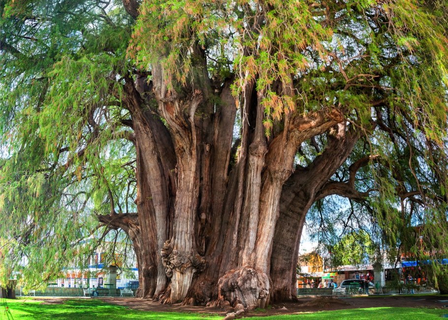 Кипарис лузитанский