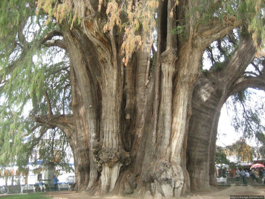 Таксодиум мексиканский дерево Туле