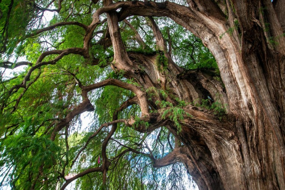 Дерево «Арбол-де-Тул»