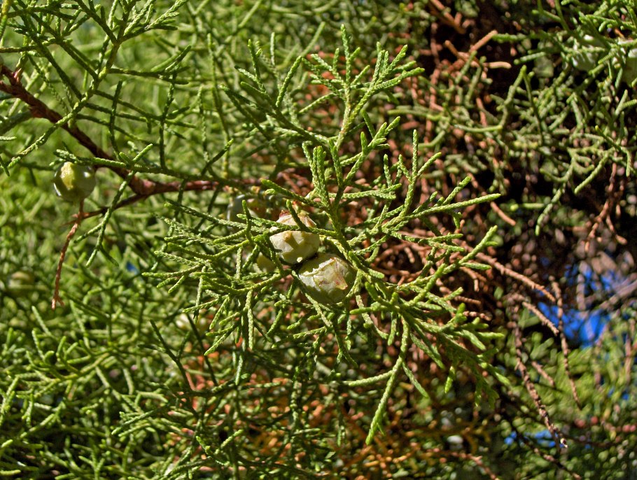 Кипарис калифорнийский