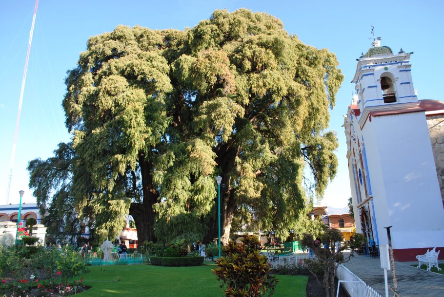 Дерево Туле штат Оахака Мексика