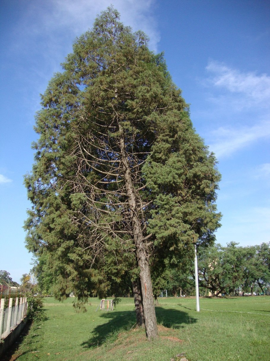 Таксодиум мексиканский