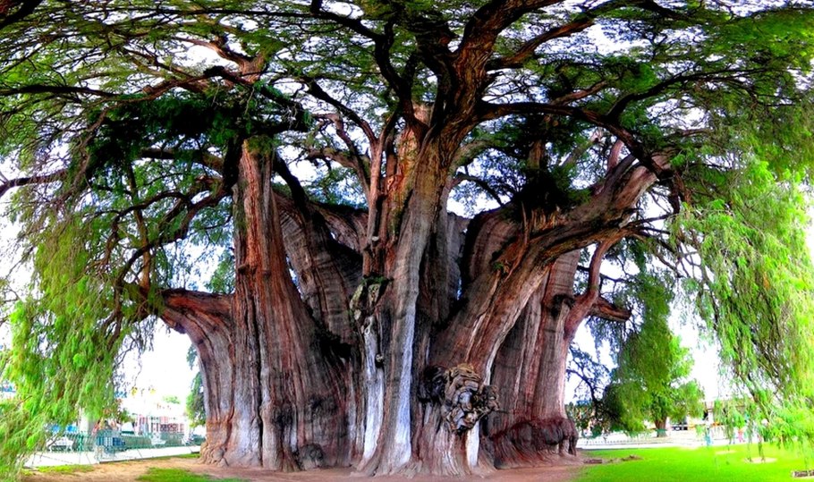 Таксодиум мексиканский дерево Туле