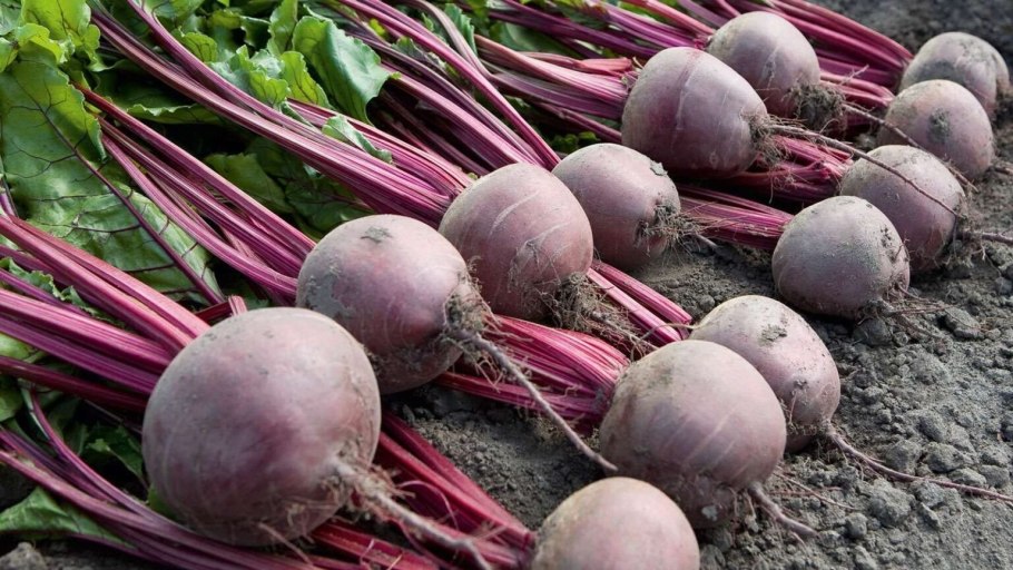 Бурак маленький