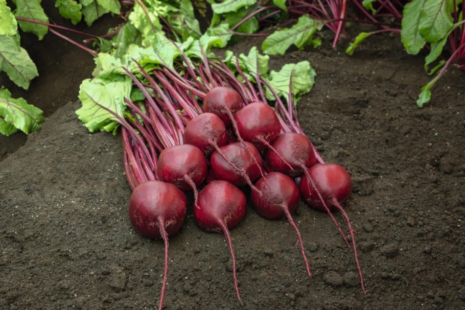 Буряк сорт Чарли