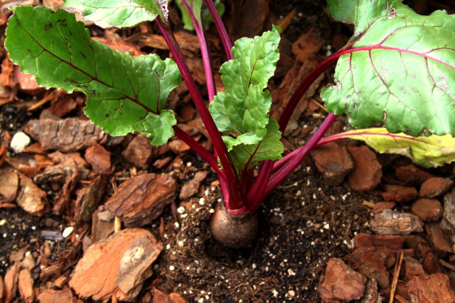 Свекла корешок