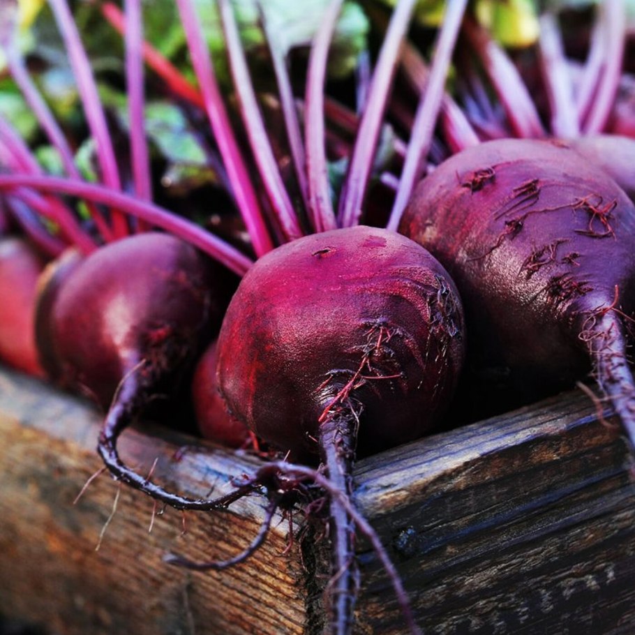 Семена свекла Боярыня