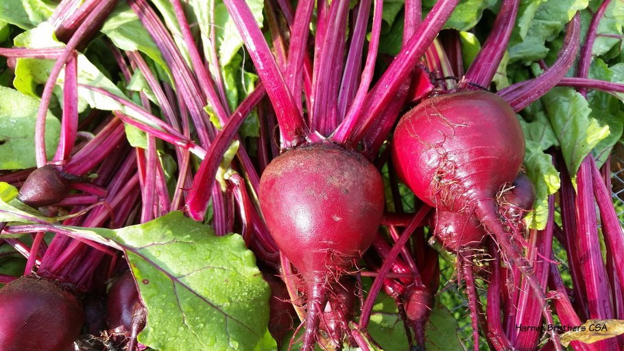 Свекла столовая Водан f1