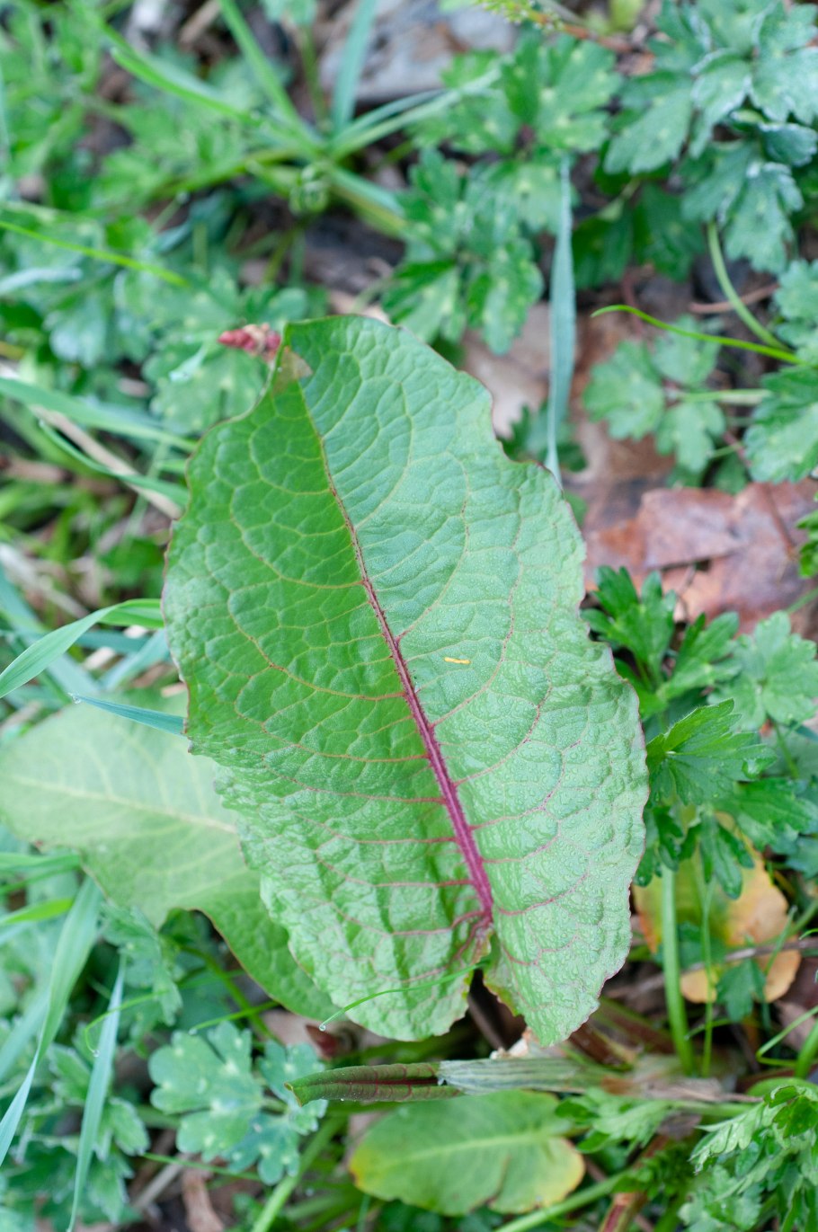Султан конского щавеля