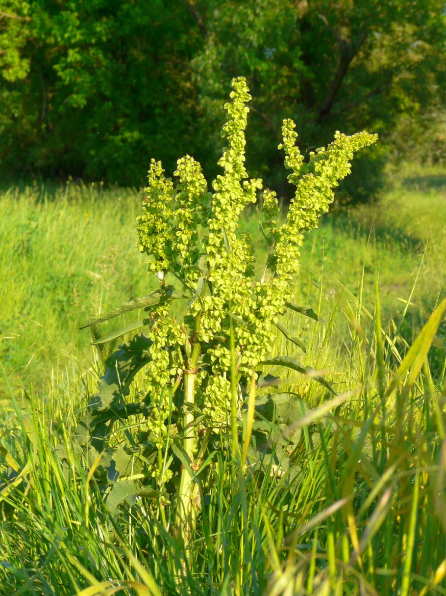 Rumex longifolius
