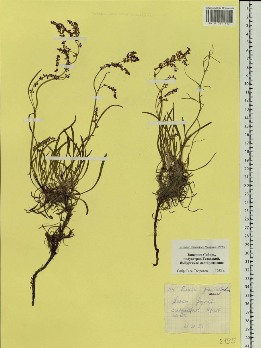 Корневая система щавеля