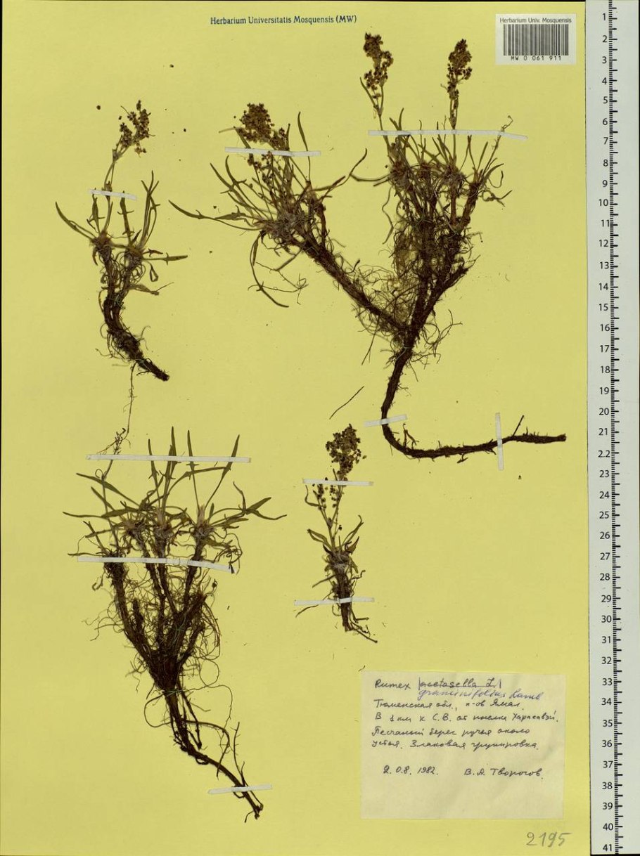 Тип корневой системы у щавеля