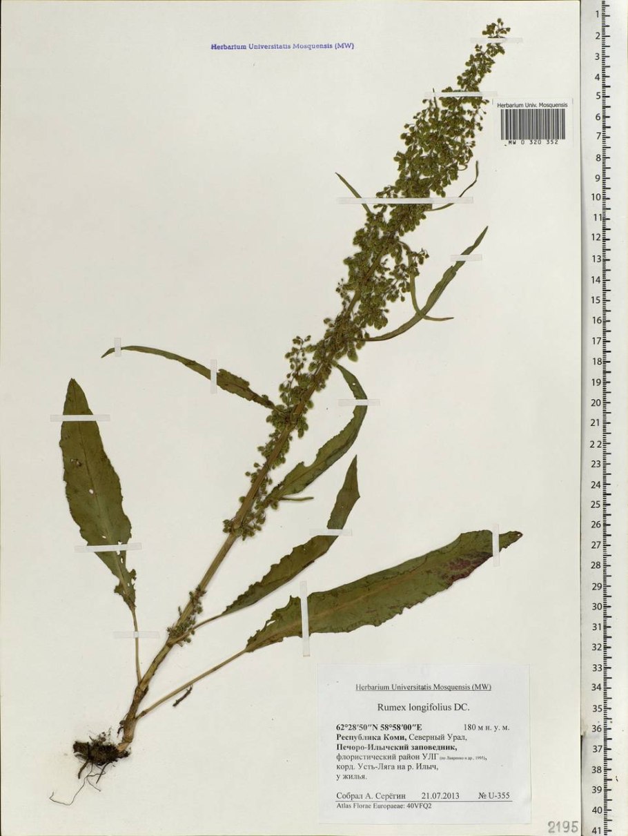 Фернандо щавель