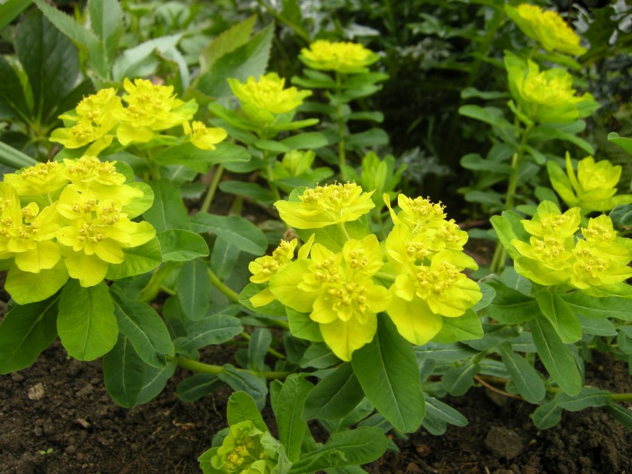 Молочай (Euphorbia)