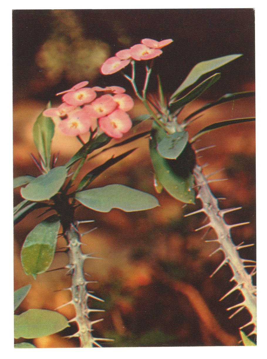 Эуфорбия Эритрея