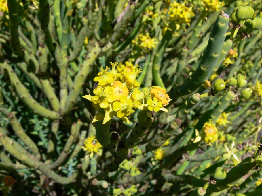 Молочай (Euphorbia)