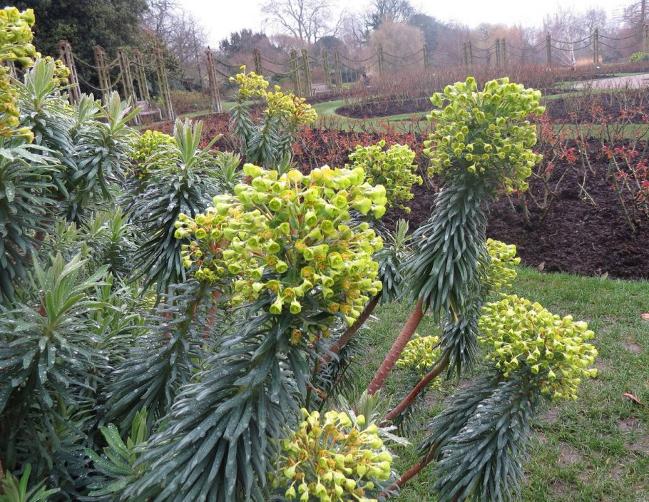 Эуфорбия obesa