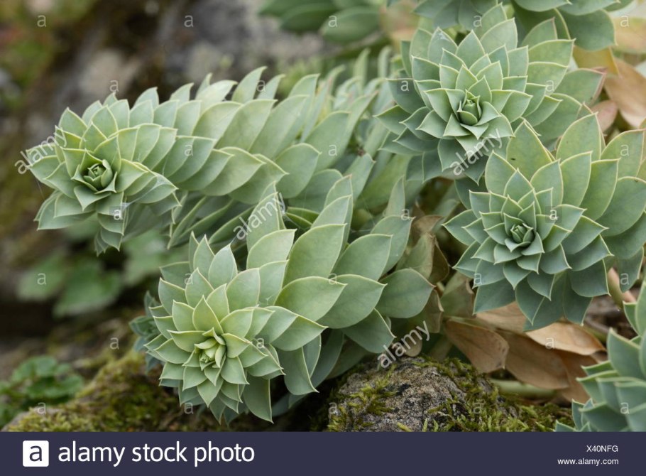 Цветок молочай эуфорбия