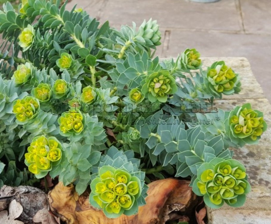 Молочай мексиканский