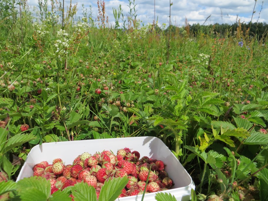 Клубника Луговая Поляна