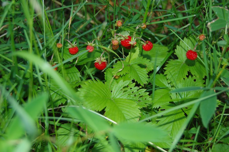 Клубника Лесная Полянка