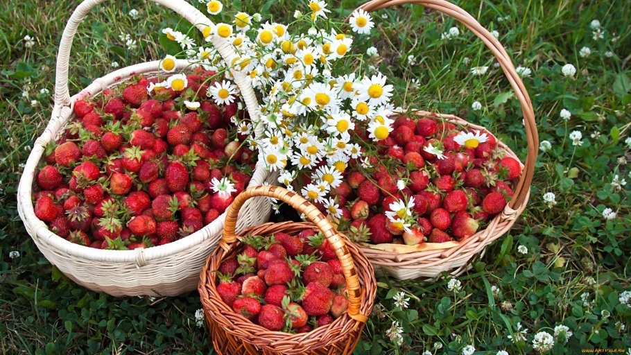 Ягоды в лукошке