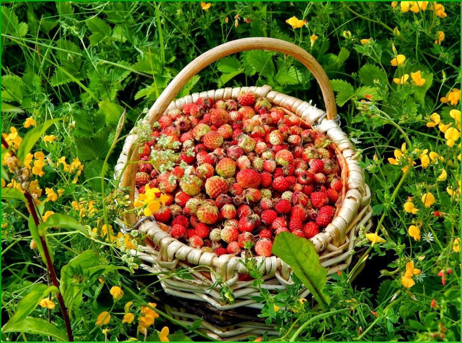 Ягоды в деревне